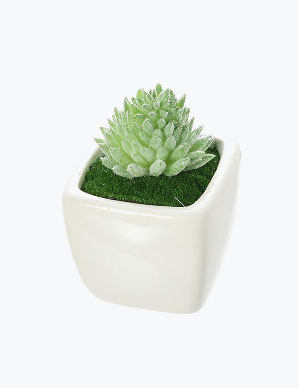 Succulent-Plant-Mini-Stone-Lotus Succulent-Plant-Mini-Stone-Lotus
